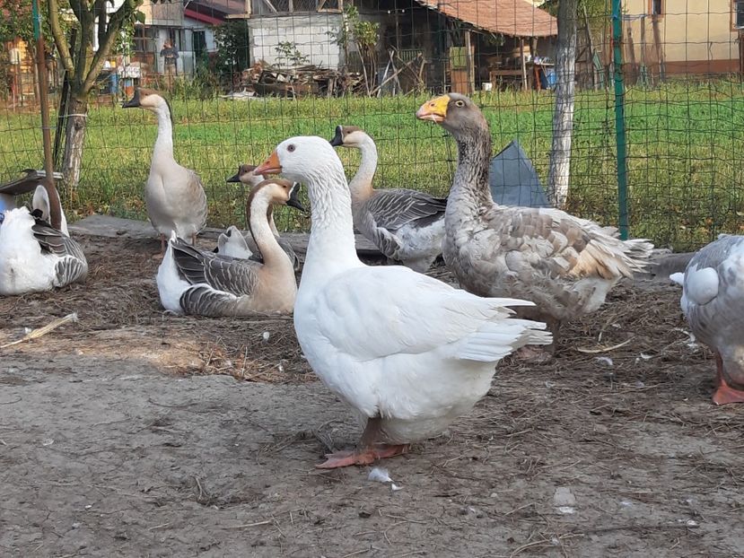 Specii și rase de gaste - Gâște 2018 și 2019