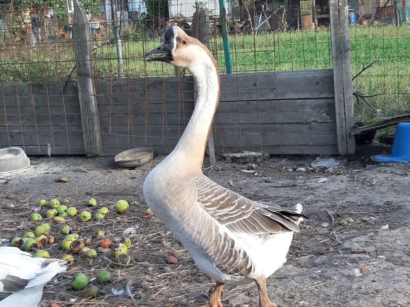 Gascan chinezesc - Gâște 2018 și 2019