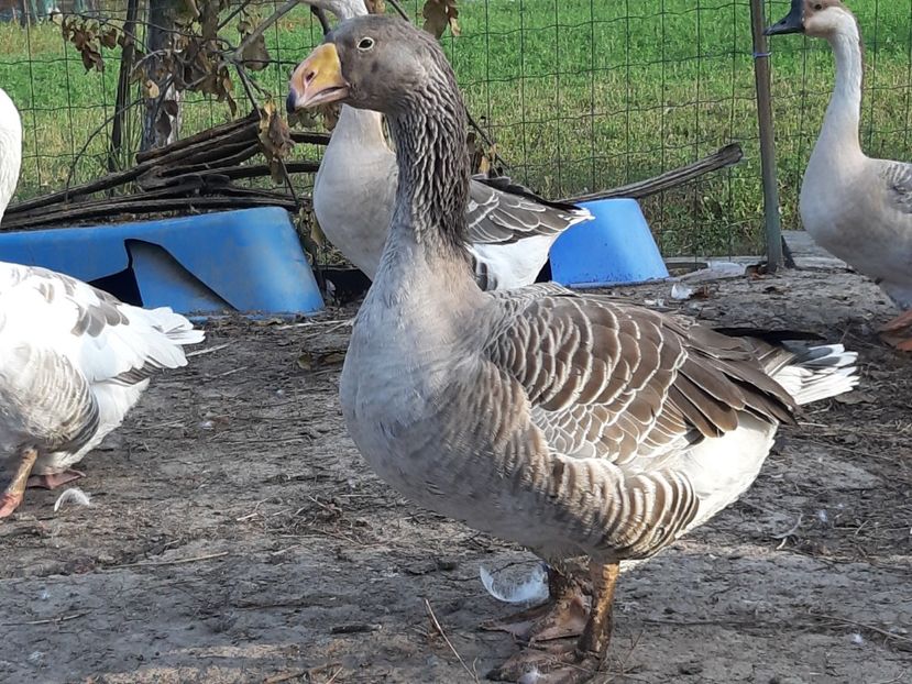 Tula geese - Gâște 2018 și 2019