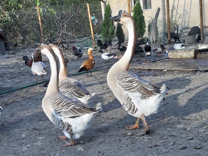 Trio chinezesc - Gâște 2018 și 2019