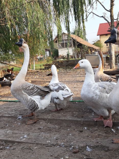 Gaste felurite - Gâște 2018 și 2019