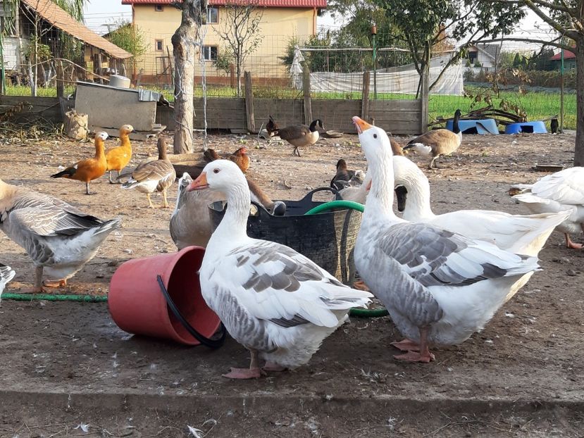 Femele comune - Gâște 2018 și 2019