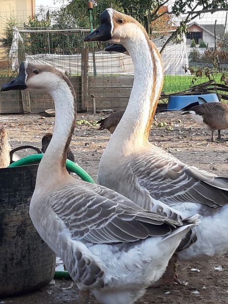 Pereche chinezesti - Gâște 2018 și 2019