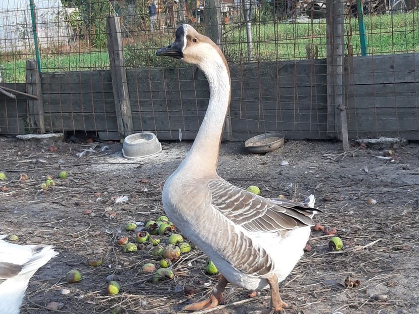 Chinez tanar - Gâște 2018 și 2019