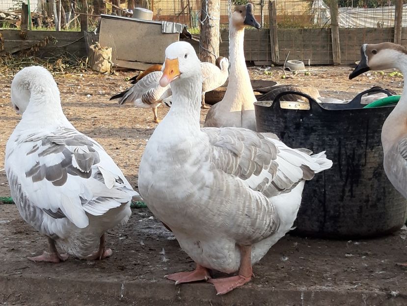 Grasana - Gâște 2018 și 2019