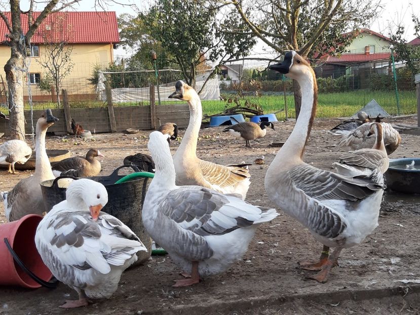 Gaste diverse - Gâște 2018 și 2019