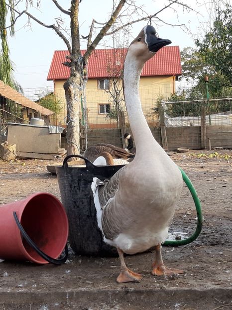 Fat-frumos - Gâște 2018 și 2019