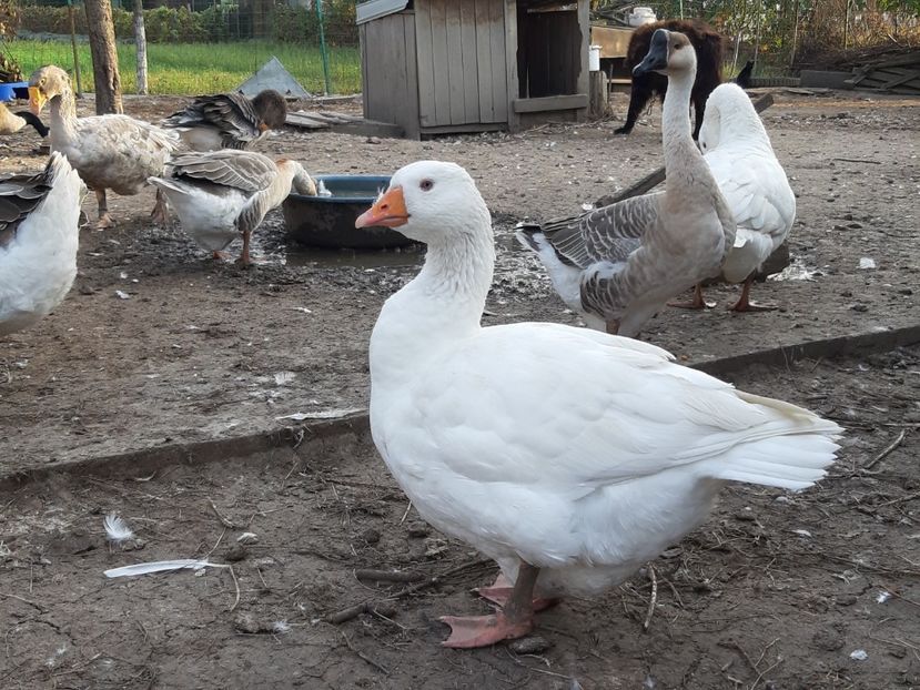 Bunicuta Ingrid - Gâște 2018 și 2019