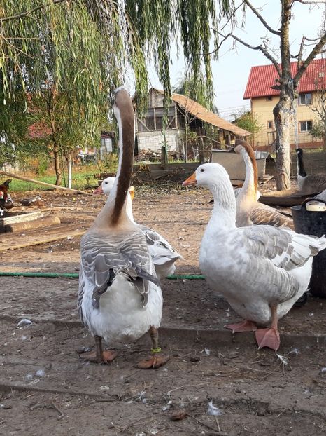 Girafa - Gâște 2018 și 2019