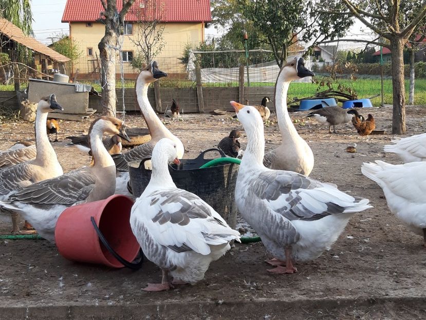 Geese - Gâște 2018 și 2019