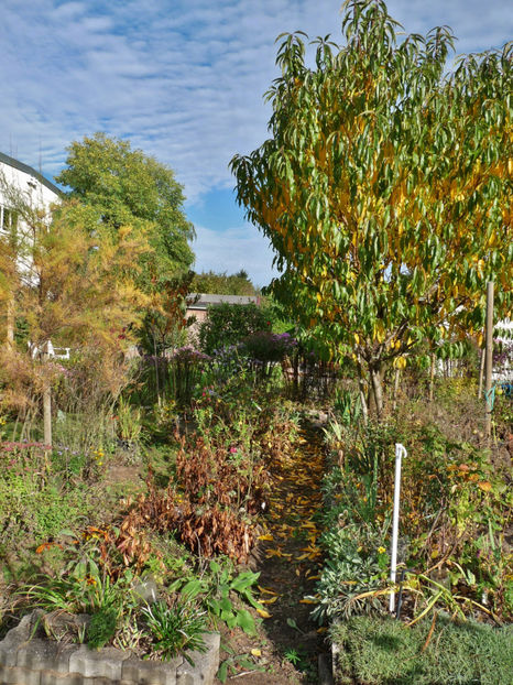  - 2019 - 03 - Toamna