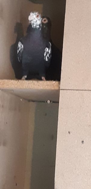  - Voiajori stil vechi