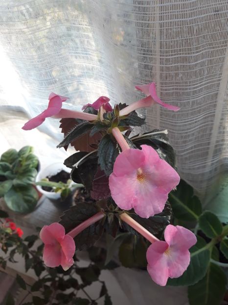  - Achimenes 2019