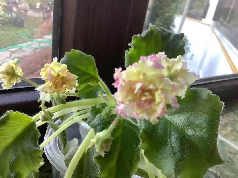  - Ajohn s Winter Sun