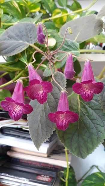  - 2019 - EUCODONIA si xSMITHICODONIA