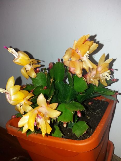  - Florile mele octombrie 2019