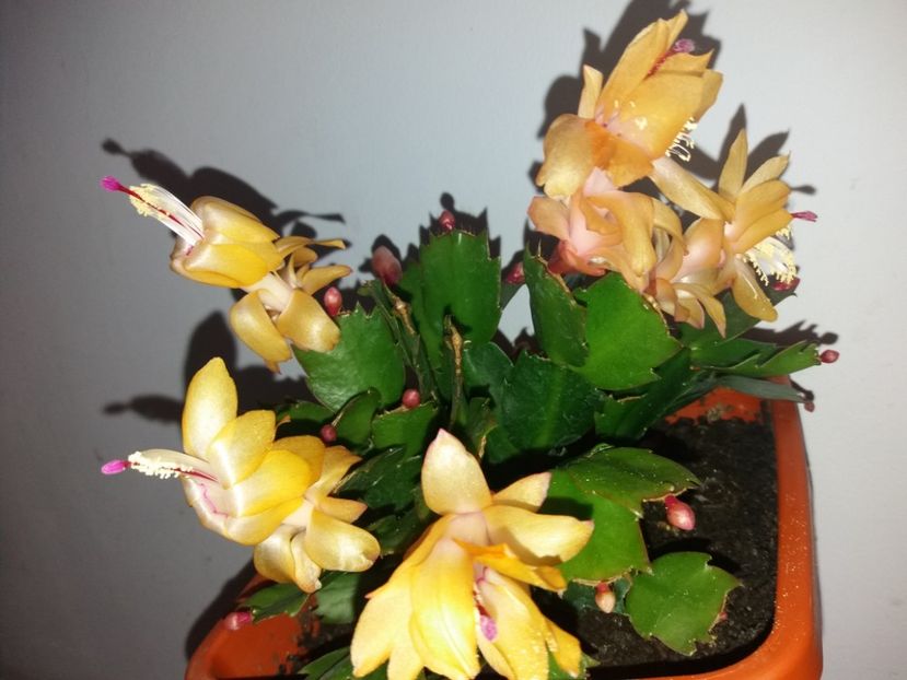  - Florile mele octombrie 2019