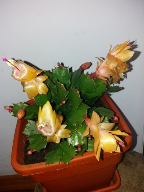  - Florile mele octombrie 2019