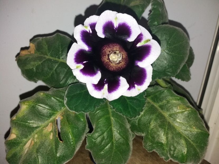  - Florile mele octombrie 2019