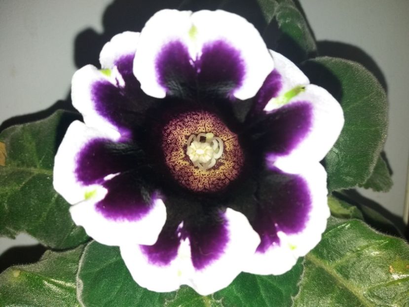  - Florile mele octombrie 2019