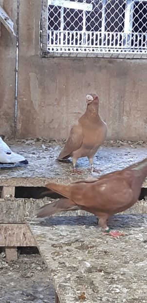  - Caunculati si berberi 2019