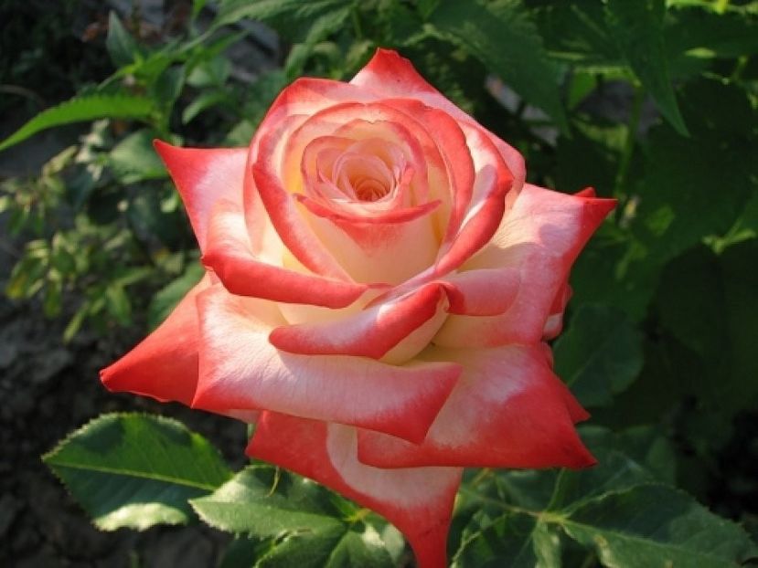 Trandafir Printesa Farah - 20 lei - De vanzare Trandafiri Tea Hibrid