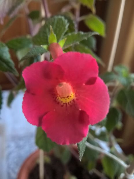 Salmon Hybrid - Achimenes si Achimenantha 2019