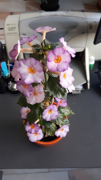  - R20 - Little Lulu - Rodi72