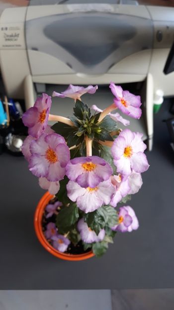  - R20 - Little Lulu - Rodi72