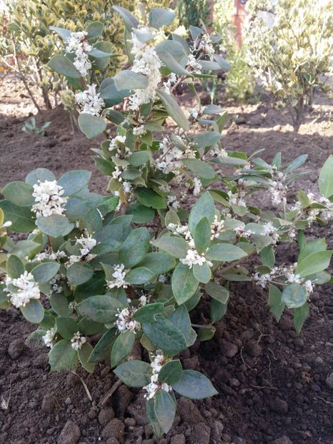  - curtea cu toate cele 2019