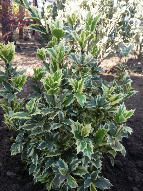  - curtea cu toate cele 2019