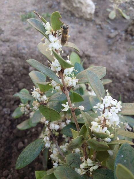  - curtea cu toate cele 2019