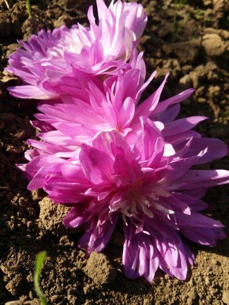 Din toate pozitiile:) - curtea cu toate cele 2019