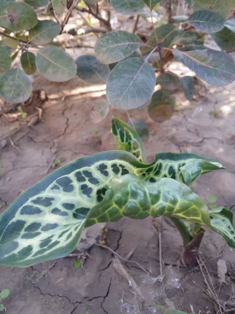  - curtea cu toate cele 2019