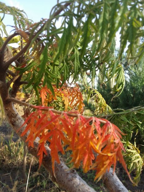  - curtea cu toate cele 2019