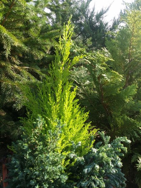  - curtea cu toate cele 2019