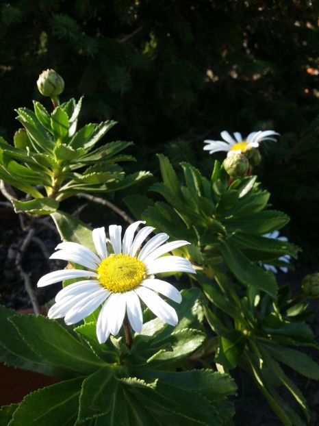  - curtea cu toate cele 2019