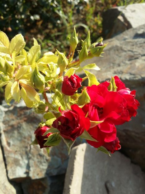  - curtea cu toate cele 2019