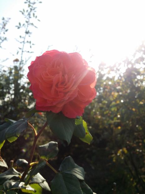  - curtea cu toate cele 2019