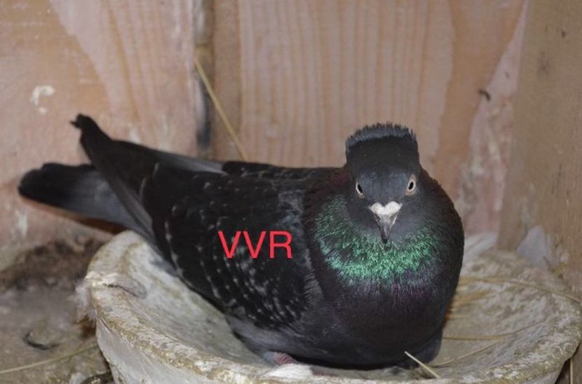 DF61FB46-A350-4823-B2D1-077227B150C3 - Zburatorul sarbesc de inaltime