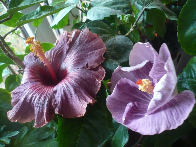 P1430169 - HIBISCUSI 2019-3
