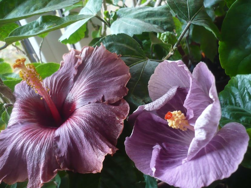 P1430170 - HIBISCUSI 2019-3