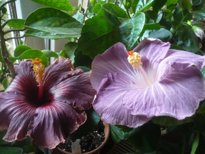 P1430172 - HIBISCUSI 2019-3
