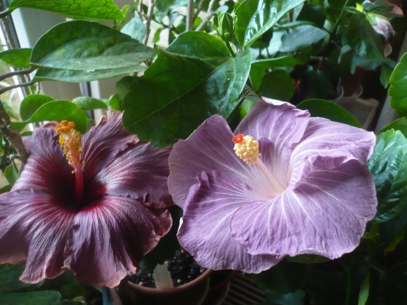 P1430173 - HIBISCUSI 2019-3