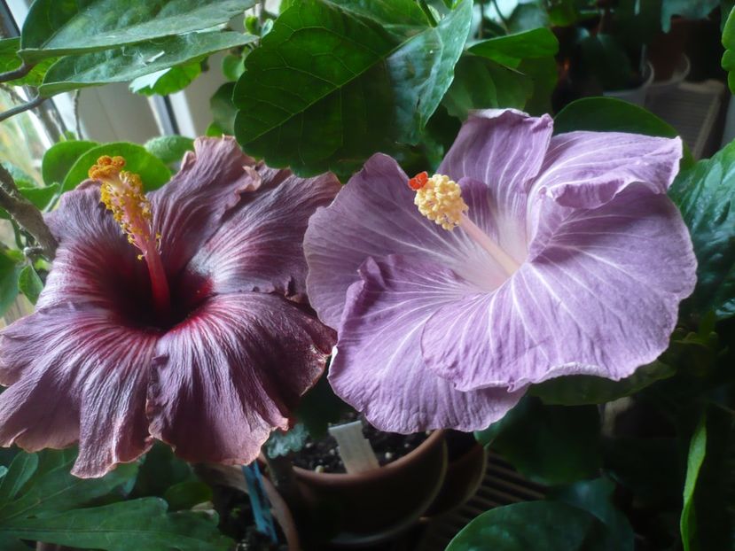 P1430174 - HIBISCUSI 2019-3