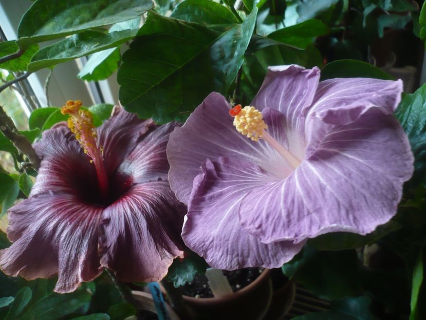 P1430175 - HIBISCUSI 2019-3