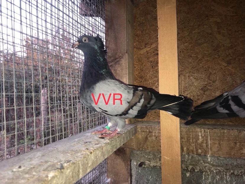 7A58E4AE-4334-47FC-8D92-F4EC98F33617 - Porumbei-amintiri