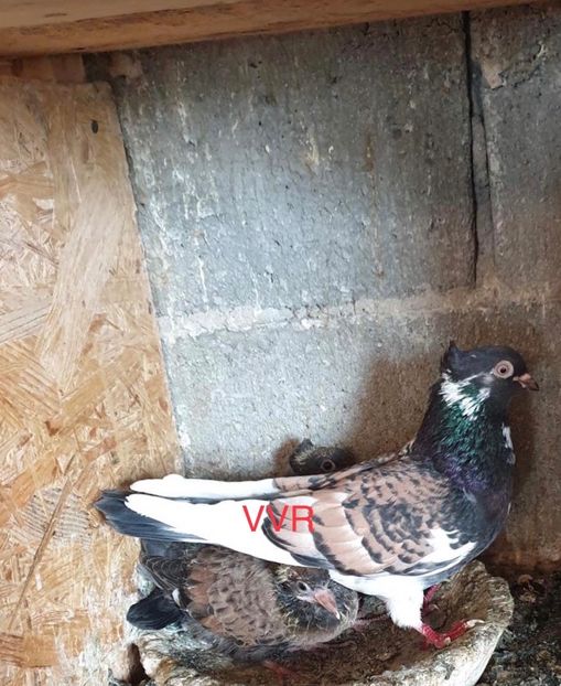 71B4CF3C-AE5E-4F13-95EE-3BE6049345EA - Zburatorul sarbesc de inaltime