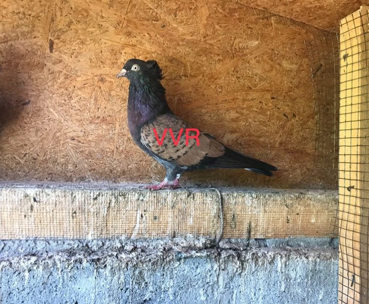 B44C0C06-A923-4216-90BD-59A63D2C5F5A - Zburatorul sarbesc de inaltime