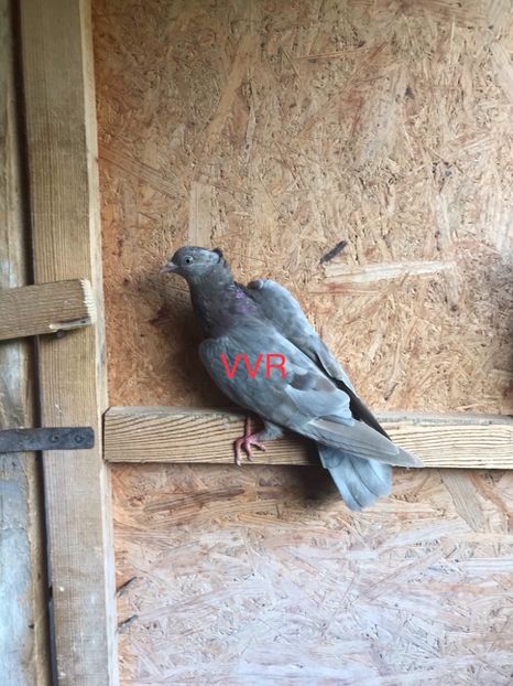 0D9E8198-BCC9-4612-99E6-C3D8EA4A6C16 - Zburatorul sarbesc de inaltime